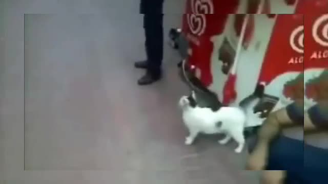 Cats vs Dogs Funny clips!!!