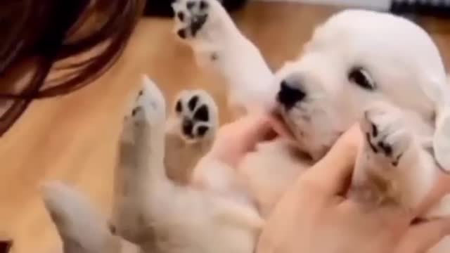 Cute Funny and Smart Dogs Compilation