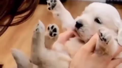 Cute Funny and Smart Dogs Compilation