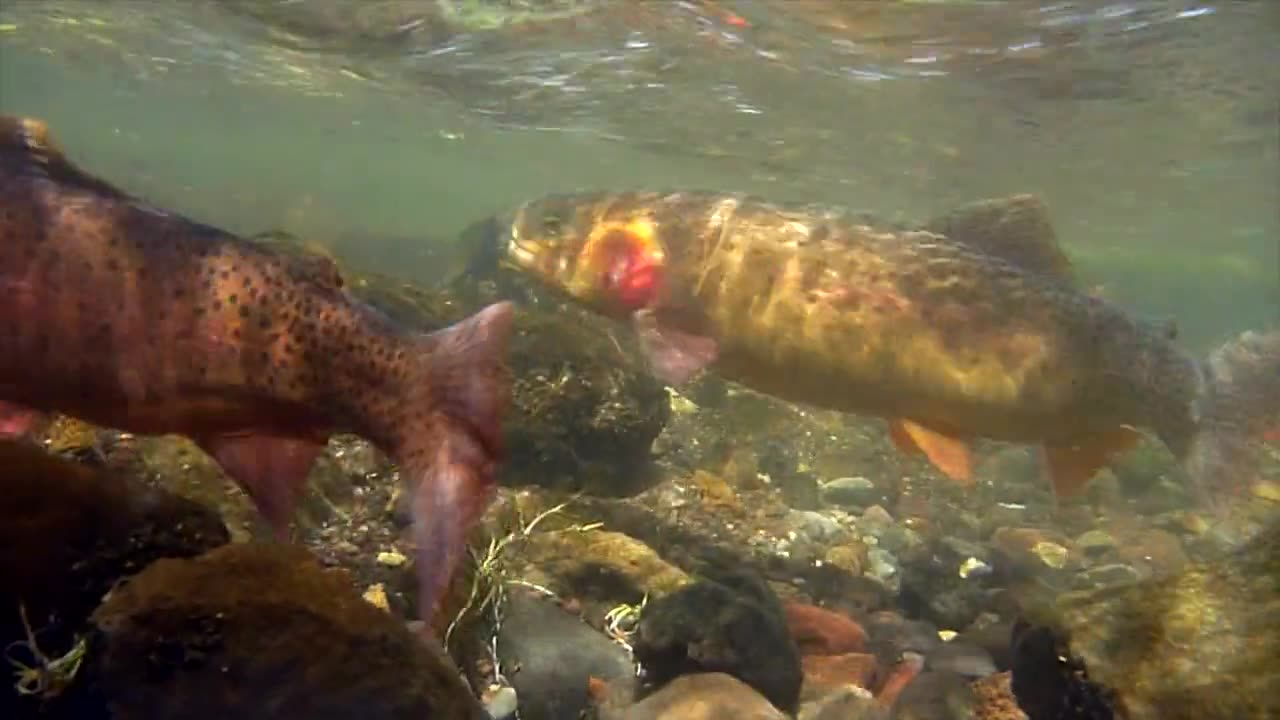 7. Yellowstone Underwater Wonders Of The National Parks