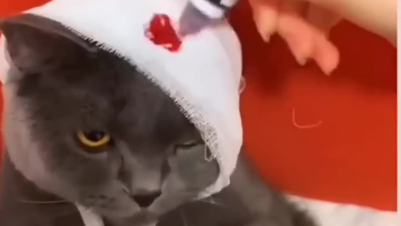 Cat got accident