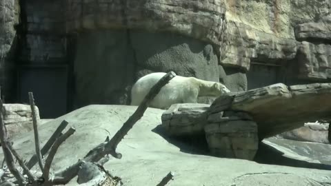 Polar Bears at the San Diego Zoo (in HD)