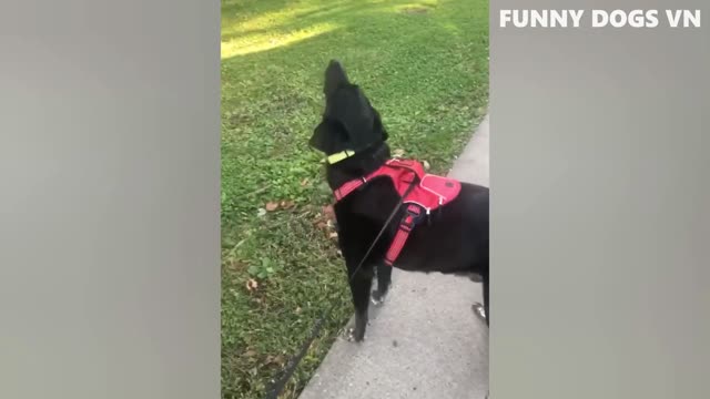 Funniest Animals Video - Funny Dogs And Cats - Try Not To Laugh Animals 2022