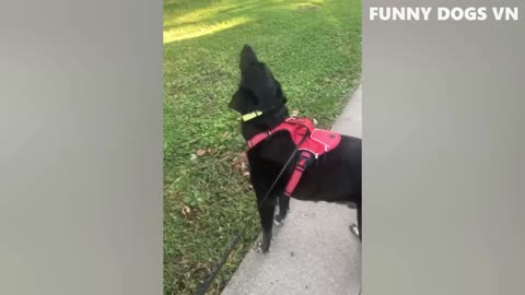Funniest Animals Video - Funny Dogs And Cats - Try Not To Laugh Animals 2022