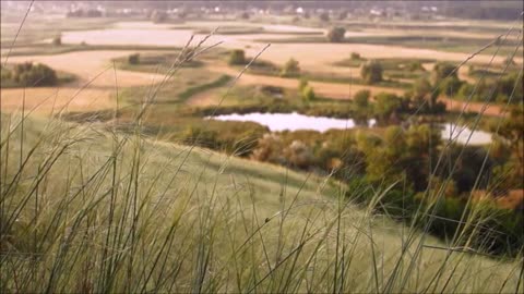 Breeze in a field Ambience