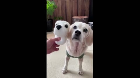 Man Makes Wool Felt Clone of Cute Puppy