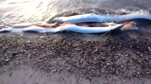 deep sea creatures you didn't know that exists