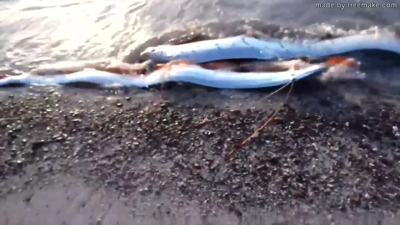 deep sea creatures you didn't know that exists