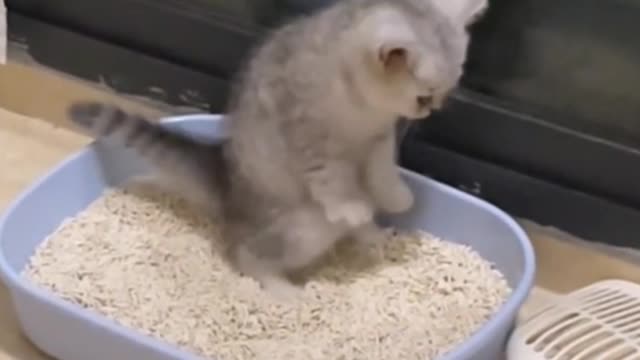 Cats are adorable creatures that even squat in the litter box!