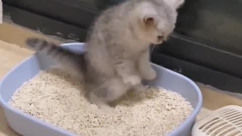 Cats are adorable creatures that even squat in the litter box!