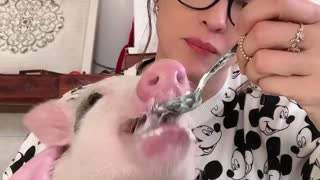 Pet Pig Happily Feeds on Yogurt