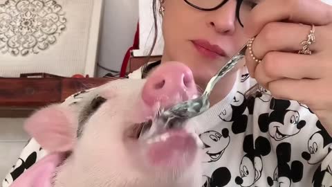 Pet Pig Happily Feeds on Yogurt
