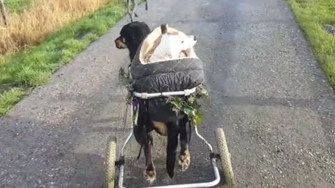Handicapped dogs unite through disability