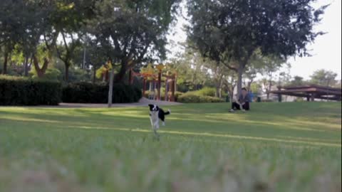 Running training of dog