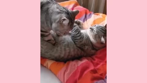 cute animal moments