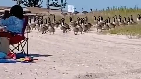Geese 🦆 on beach 🏖️ 😂