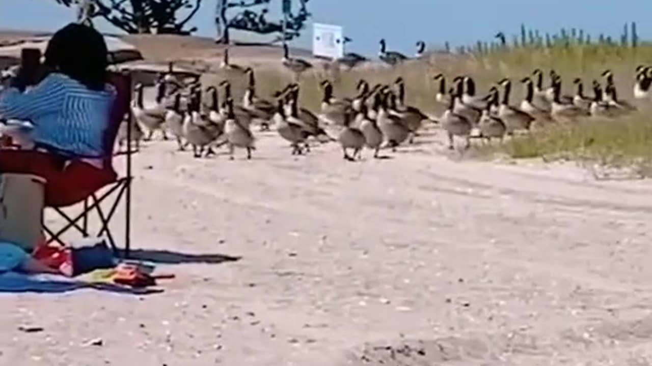 Geese 🦆 on beach 🏖️ 😂