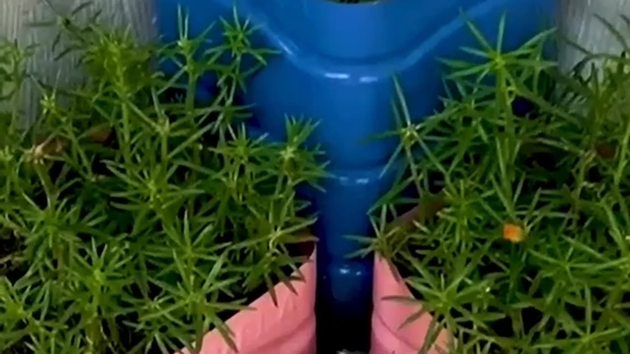 Cuidado com nossa flores do sul!!!