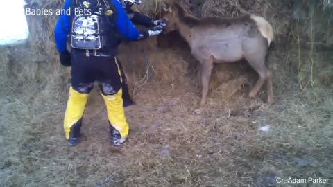 Funny ANIMALS video (14)