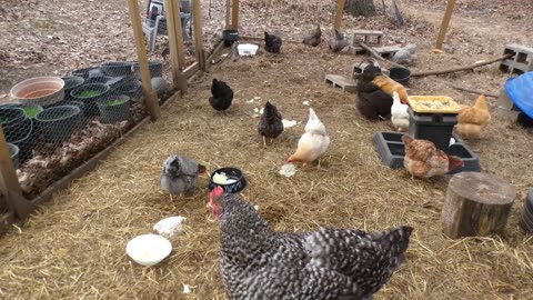 Chickens chillin' out in their pen, eating cooked cabbage, and occasional griping at each other.