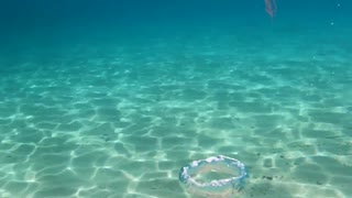 Turbulence Twists Jellyfish Up in Bubbles