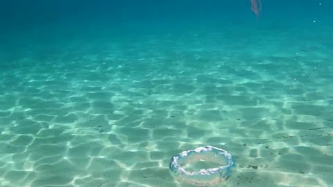 Turbulence Twists Jellyfish Up in Bubbles