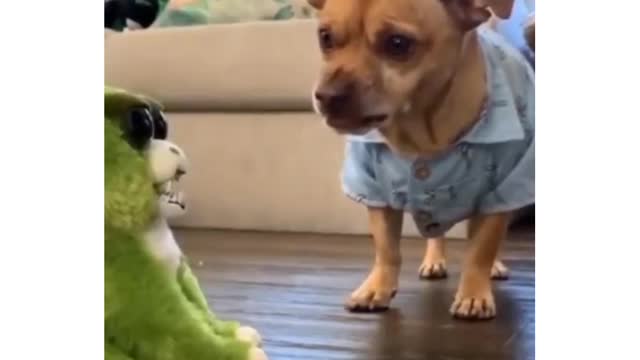 Dogs funny and funny videos