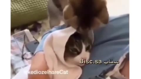 Brave Cat Saves the Day: The Incredible Story of my cat.