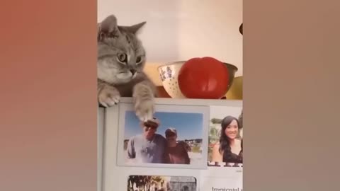 Funniest Dogs and Cats Videos 😁 #6