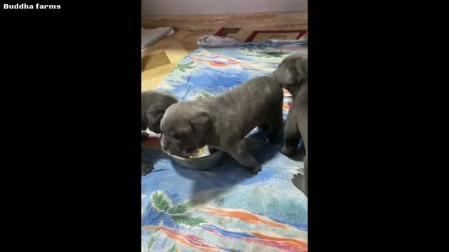 Cane Corso puppies - Free Dog Adoption 2022 😱😱