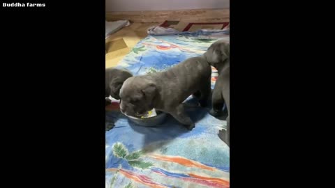 Cane Corso puppies - Free Dog Adoption 2022 😱😱