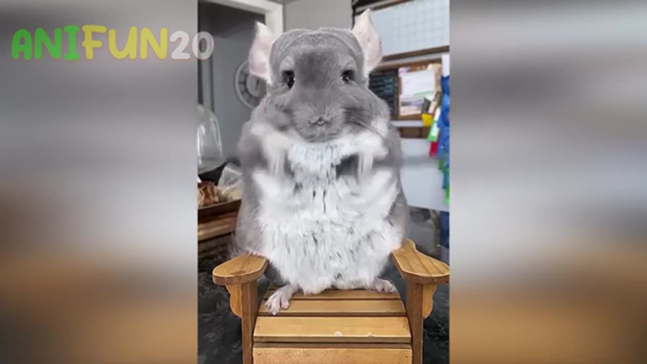 Have fun with animals ☺️