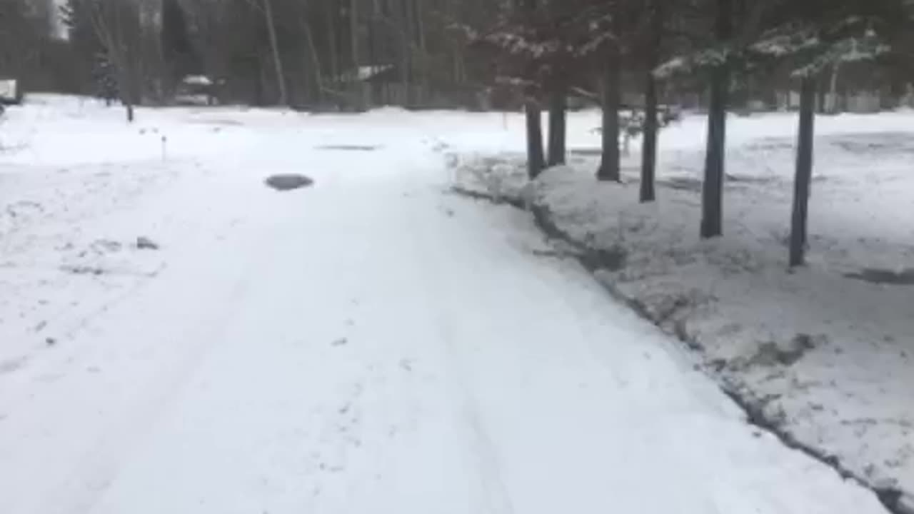 Wild turkeys po Michigan