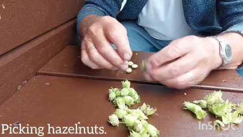 Picking hazelnuts.