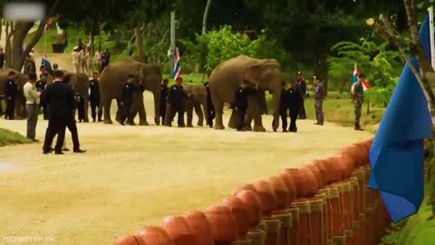 Animals Being Freed For The First Time !5