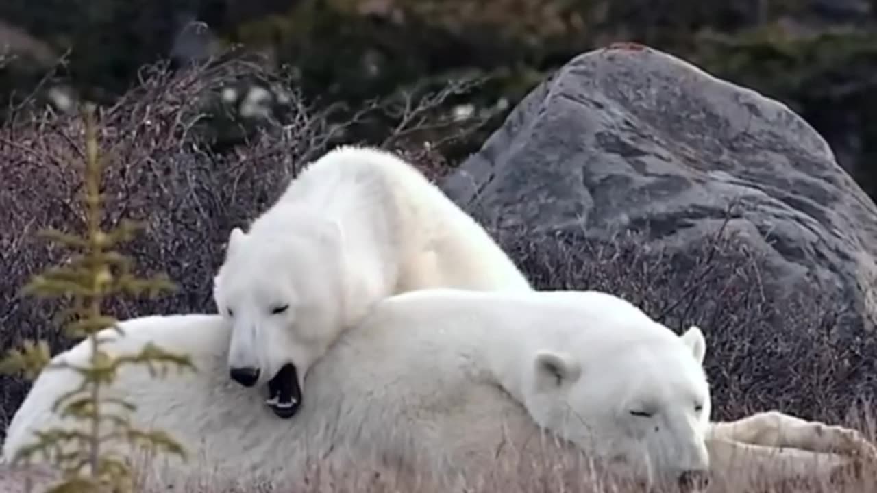 The polar bear is one of the largest animals in the world