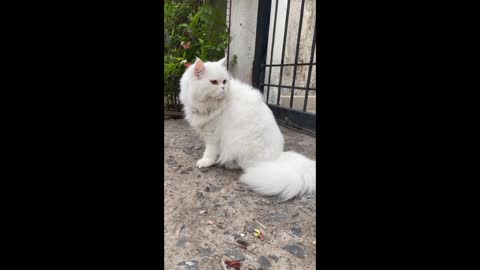 Extremely Beautiful White Cute Cat Fluffy presain Cat 😺