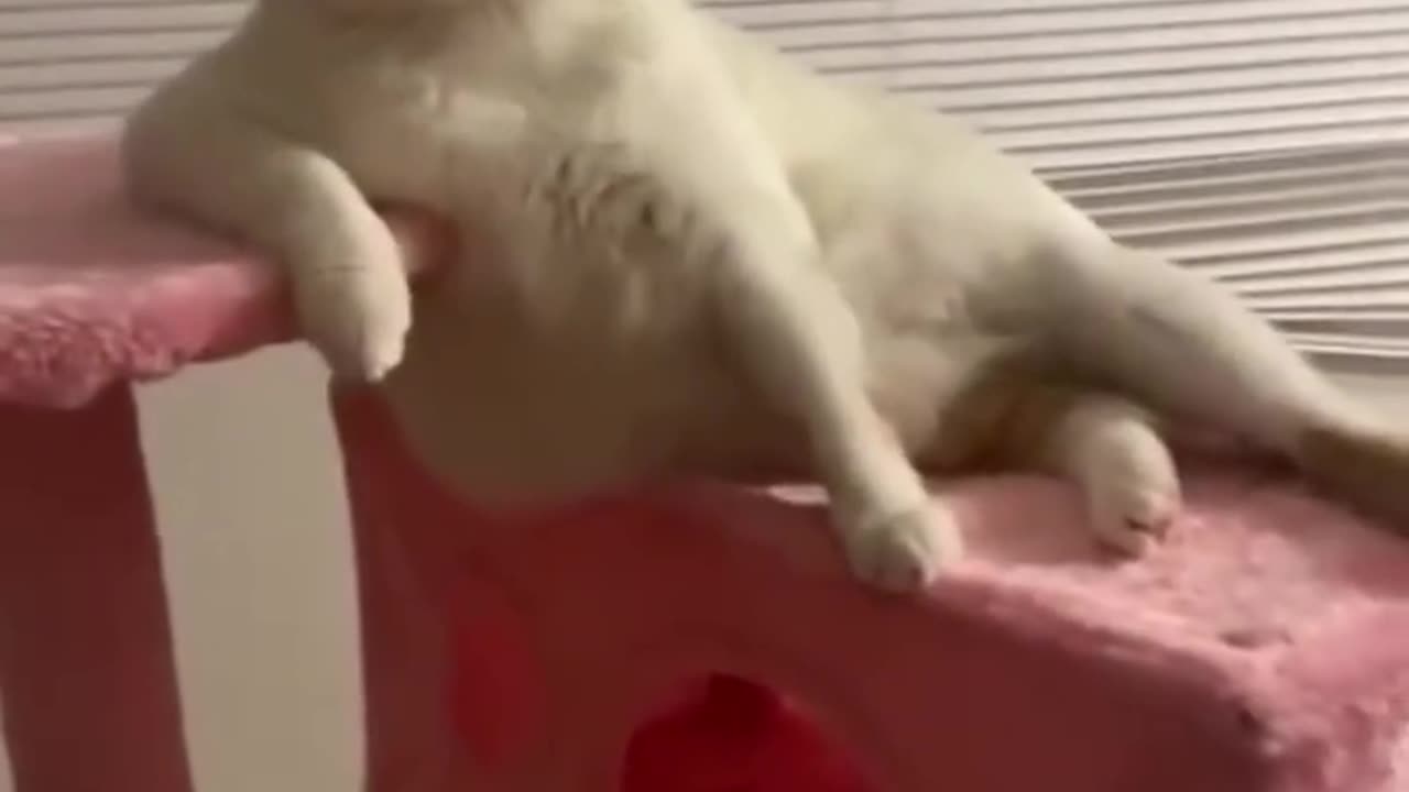 Funny cat video