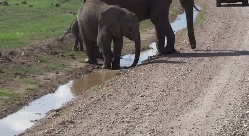 The little elephant was blocked by a small ditch😄
