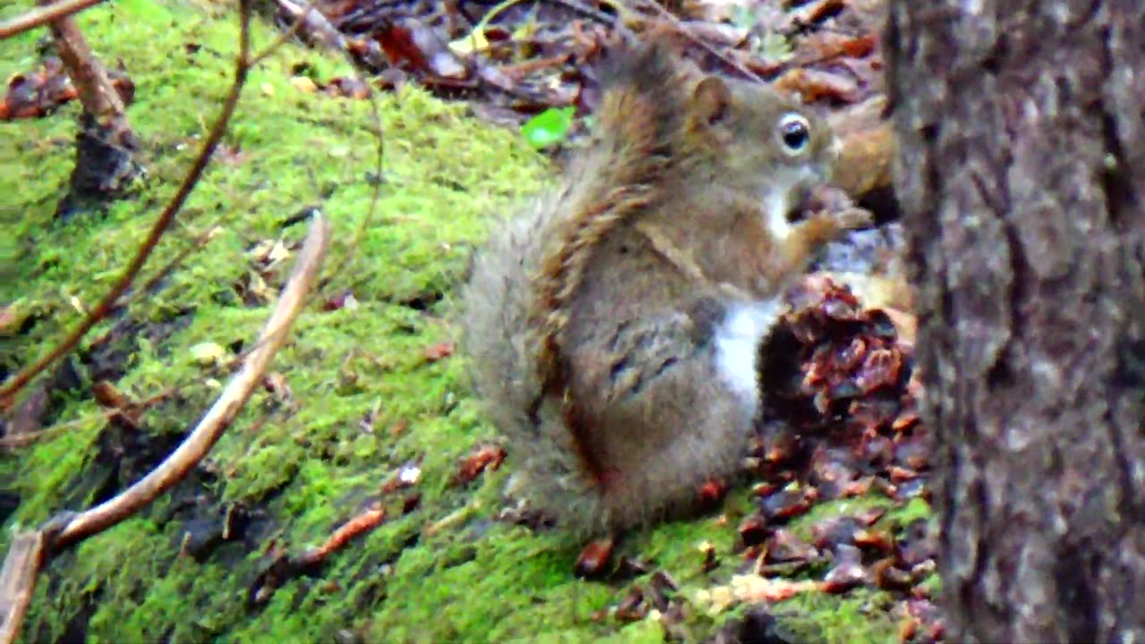 Red Squirrel