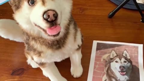 Pet love clip