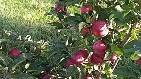 The Himachal Apple wala