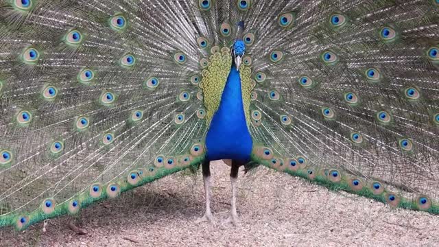 Peacock Dance Display - Peacocks Opening Feathers HD & Bird Sound