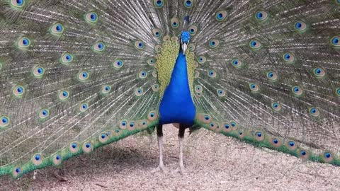 Peacock Dance Display - Peacocks Opening Feathers HD & Bird Sound