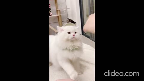 Home Sweet Kitty: A Day in the Life of Our Playful Cat 🌟