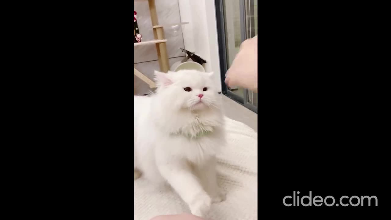 Home Sweet Kitty: A Day in the Life of Our Playful Cat 🌟