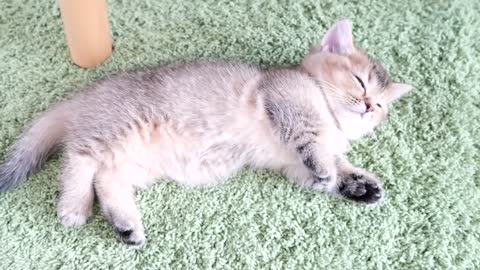 Kitten was taught a cute sleeping position