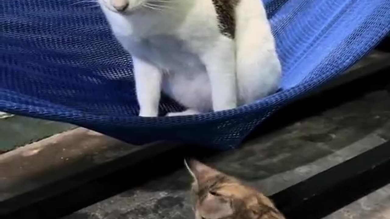 Kitten Rocks Cat To Sleep In Hammock