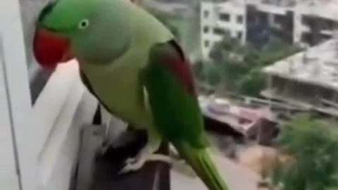 THEY DON'T LISTEN TO ME HOW, FUNNY SHORT VIDEO, FUNNY ANIMALS