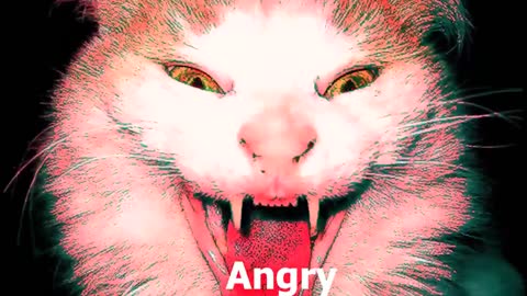 10 Kitten "MEOW" Sound Variations in 31 Seconds